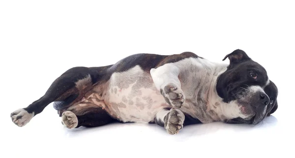 Staffordshire bull terrier laid down — Stock Photo, Image