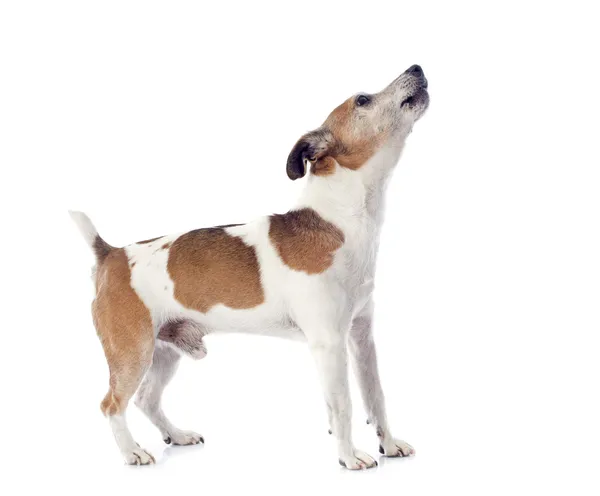 Haukkuva Jack Russel terrieri — kuvapankkivalokuva