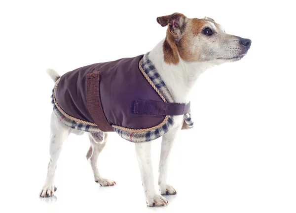 wrangler dog coat