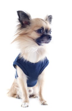 chihuahua giyinmiş