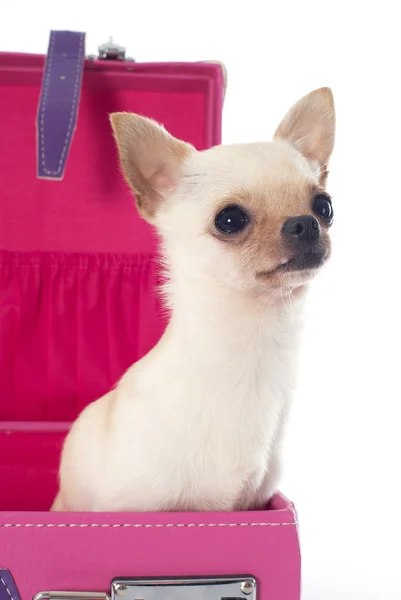 Chihuahua bir kutu içinde — Stok fotoğraf