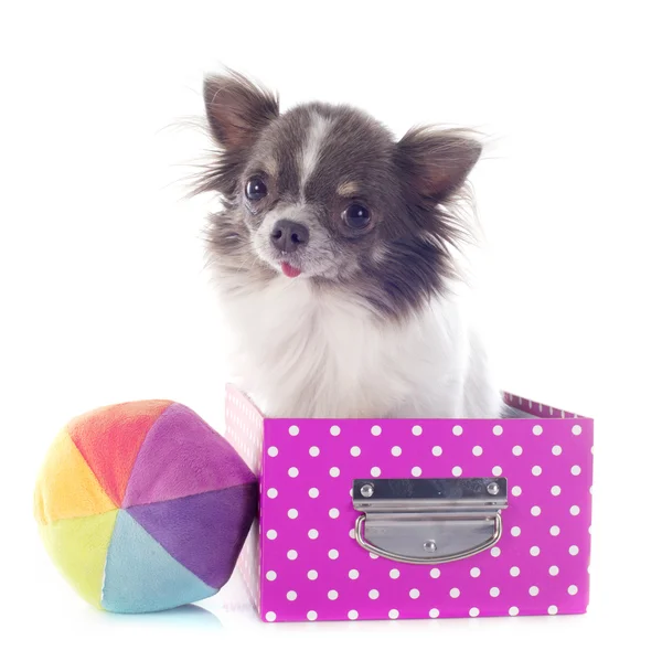 Chihuahua en una caja — Foto de Stock