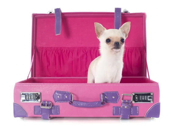 Chihuahua em uma caixa — Fotografia de Stock