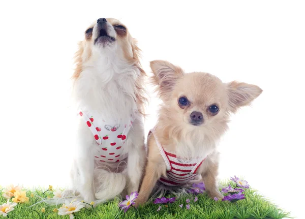 Chihuahuas çim — Stok fotoğraf