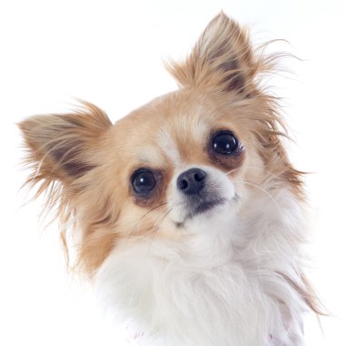 köpek chihuahua
