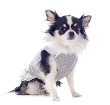 giyinik chihuahua