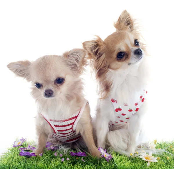 Chiots chihuahua — Photo