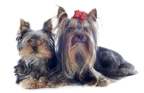 Yorkshire terriers — Stockfoto