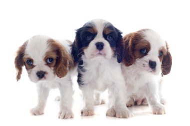 yavru köpek cavalier king charles