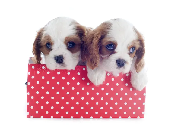 Yavru köpek cavalier king charles — Stok fotoğraf