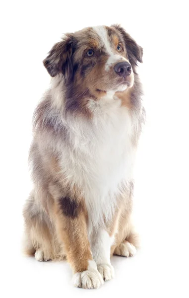 Australian shepherd — Stock Photo, Image