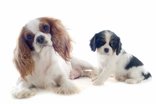 Cavalier King Charles — Stok fotoğraf