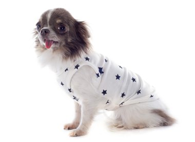 tshirt ile chihuahua köpek yavrusu