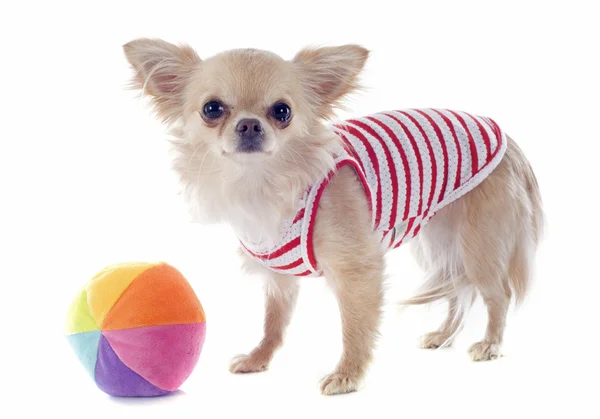 Chiot chihuahua et ballon — Photo