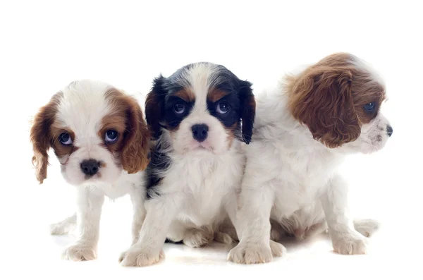 Cavalier king charles — Stock Photo, Image