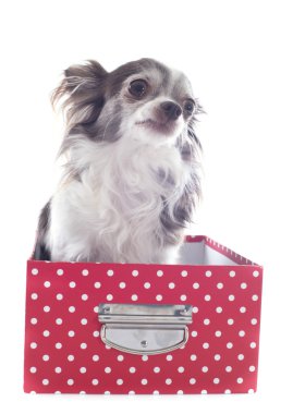 Chihuahua bir zanaat