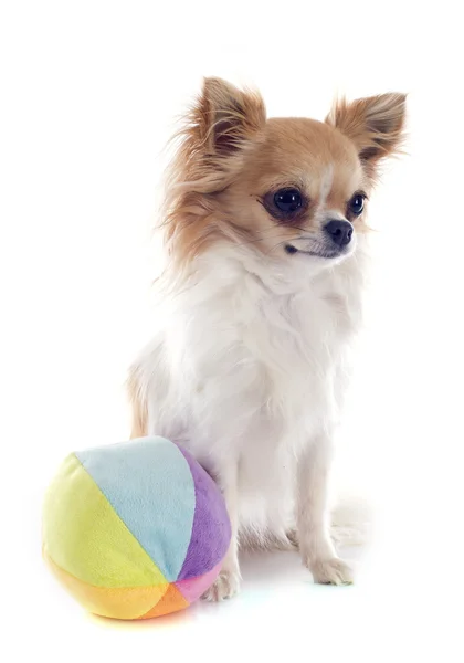 Chihuahua und Ball — Stockfoto