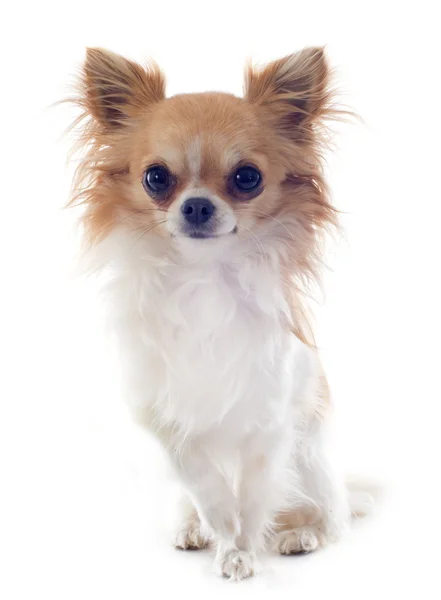 Chihuahua — Foto Stock