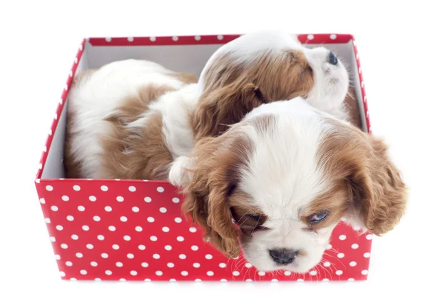 Puppies cavalier king charles — Stock Photo, Image