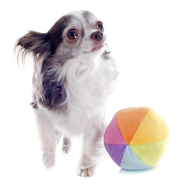 Chihuahua und Ball — Stockfoto