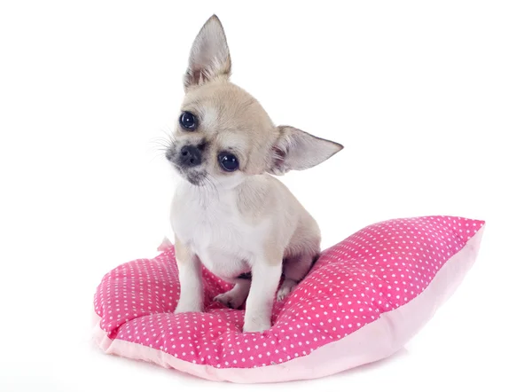 Puppy chihuahua — Stock Photo, Image