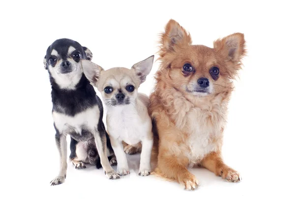 Tre chihuahuas — Stockfoto