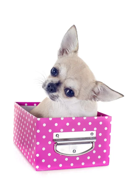 Chihuahua de cachorro em artesanato — Fotografia de Stock