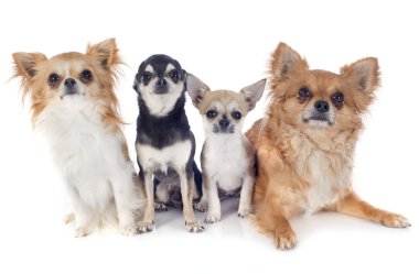 dört chihuahuas