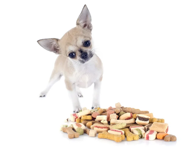 Chihuahua e alimentos secos — Fotografia de Stock