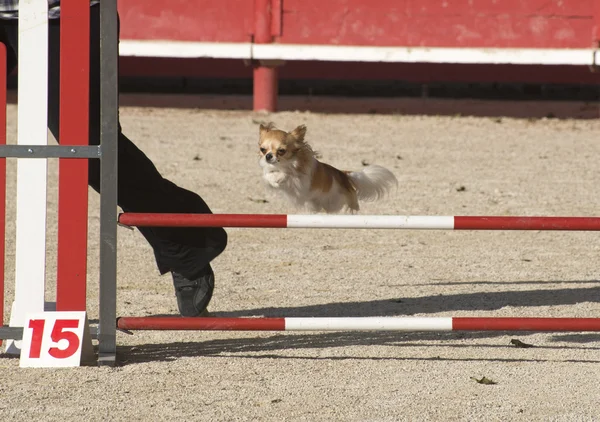 Chihuahua saltando — Foto de Stock