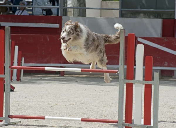 Saltando fronteira collie — Fotografia de Stock