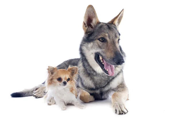 Чехословацкий волчий пес и чихуахуа — стоковое фото
