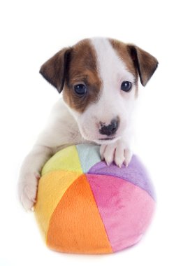 yavru jack russel terrier