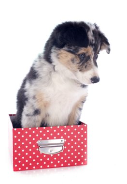 köpek yavrusu kenar kömür ocağı