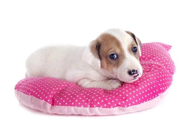 Puppy jack russel terrier — Stock Photo, Image