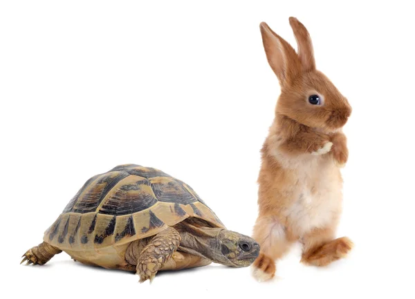Schildpad en konijn — Stockfoto