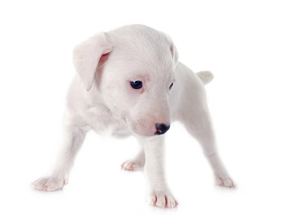 Szczeniak jack russel Terier — Zdjęcie stockowe