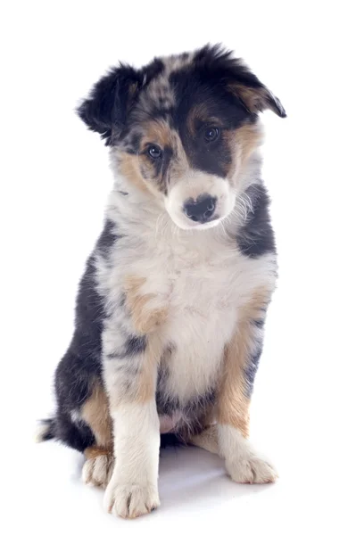 Puppy Bordercollie — Stockfoto