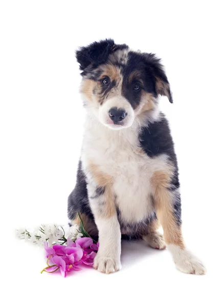 Puppy Bordercollie — Stockfoto