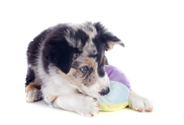 Jugar cachorro frontera collie — Foto de Stock