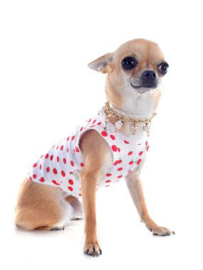 giyinik chihuahua
