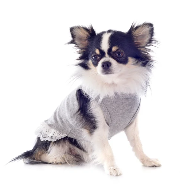 Gekleed chihuahua — Stockfoto