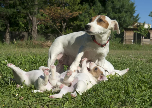 Familia jack russel terrier — Foto de Stock