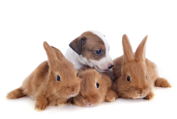 Кролики и щенки — стоковое фото