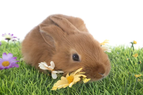 Jong konijn — Stockfoto