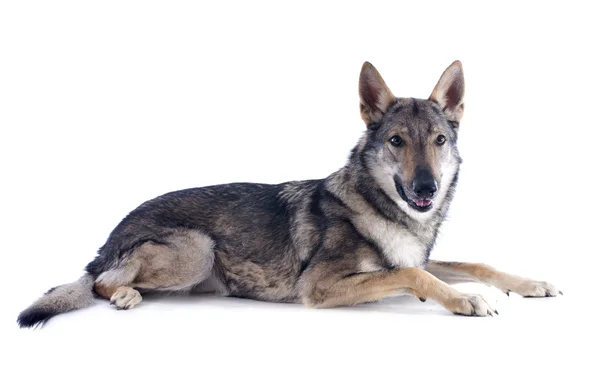 Wolfdog checoslovaco — Foto de Stock