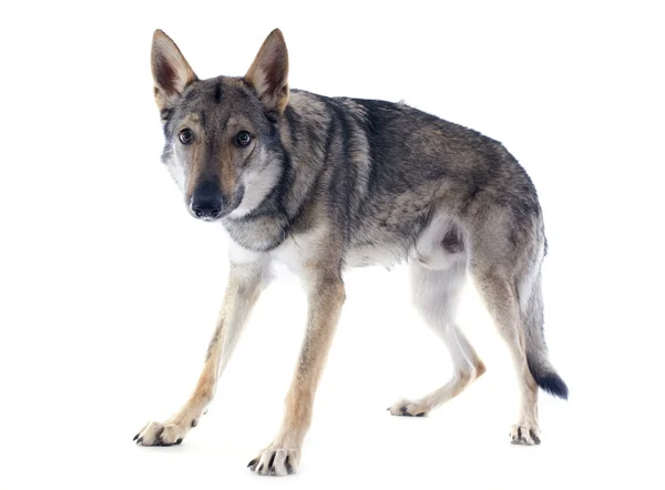 보내 Wolfdog — 스톡 사진