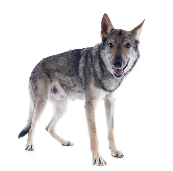 보내 Wolfdog — 스톡 사진