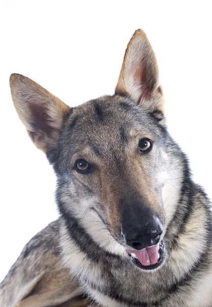 Cão-lobo da Checoslováquia — Fotografia de Stock