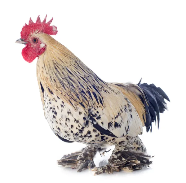 Bantam rooster — Stockfoto